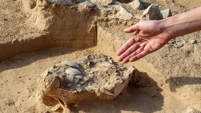Lauren Davis, excavation manager of the southern district at the Israel Antiquities Authority (IAA), shows discovered ostrich egg fragments dating over 4000 years old next to an ancient fire pit at a site in the dunes near Nitzana along the Israel-Egypt border in the western Negev desert on January 12, 2023. - Experts say the finds provide insight into the life of the ancient peoples inhabiting the region. The eight crushed eggs were located at a camp site used by nomads 