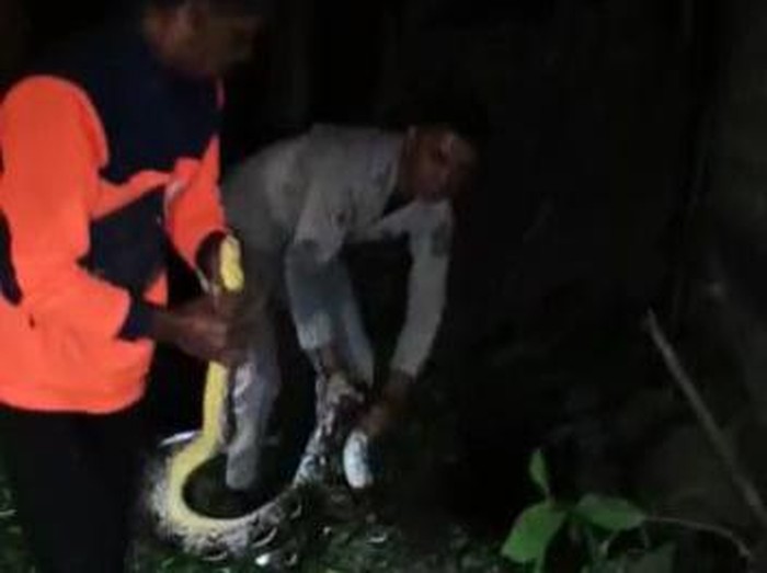 Relawan bersama TRC BPBD Boyolali menangkap ular yang masuk dapur rumah warga di Winong, Boyolali. Foto diunggah Jumat (13/1/2023).
