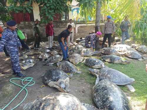 Sebanyak 43 penyu diamankan di Pos TNI AL Gilimanuk, Jumat (13/1/2023). (I Putu Adi Budiastrawan/detikBali)
