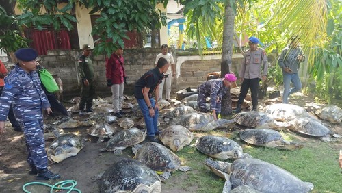Sebanyak 43 penyu diamankan di Pos TNI AL Gilimanuk, Jumat (13/1/2023). (I Putu Adi Budiastrawan/detikBali)