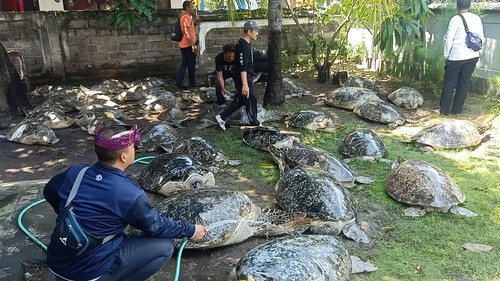 Sebanyak 43 penyu diamankan di Pos TNI AL Gilimanuk, Jumat (13/1/2023). (I Putu Adi Budiastrawan/detikBali)