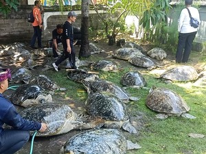 Fakta-fakta Pengungkapan Penyelundupan Penyu di Jembrana