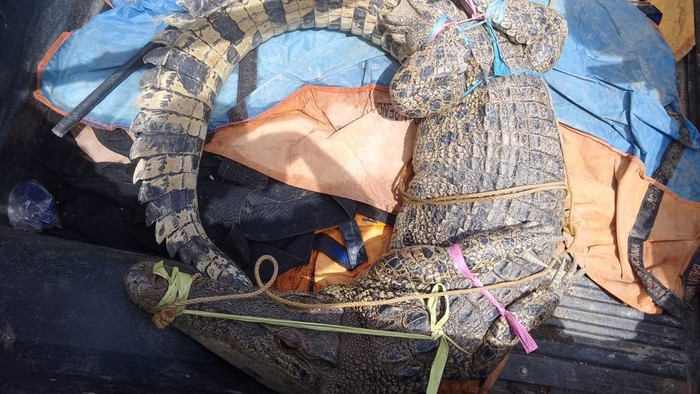 Buaya 2,5 meter ditangkap di Mamuju Tengah, Sulawesi Barat (Sulbar)