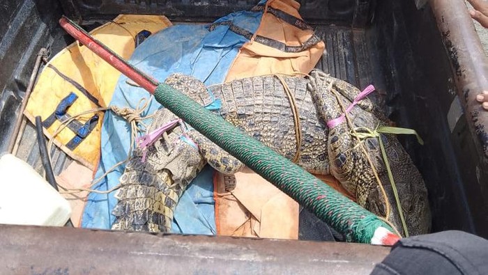 Buaya 2,5 meter ditangkap di Mamuju Tengah, Sulawesi Barat (Sulbar)