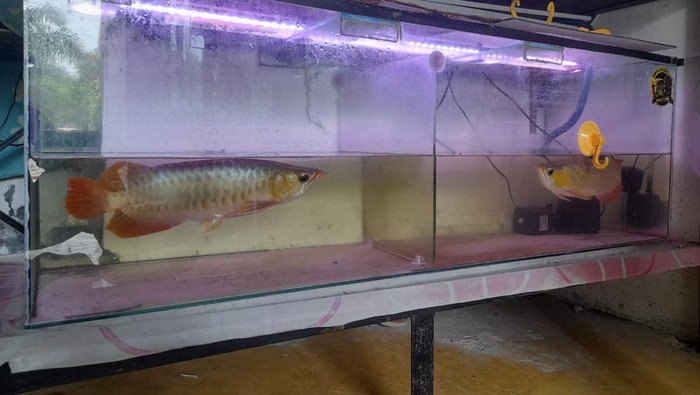 Ikan arwana super red yang tersisa milik Nizam di rumahnya.