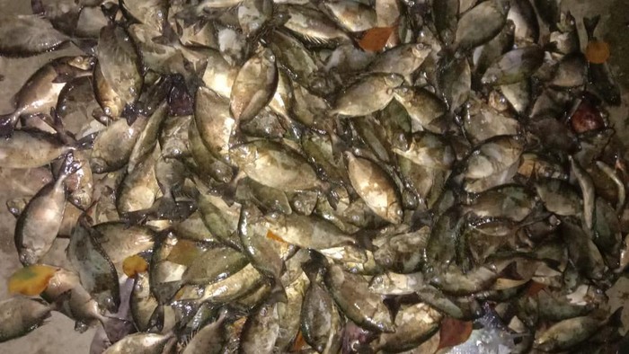 ikan dingkis