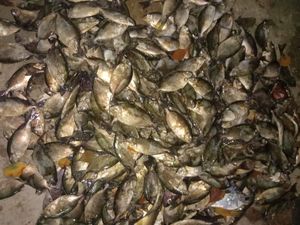 Ikan Dingkis, Santapan Keberuntungan Masyarakat Tionghoa Kepri Saat Imlek