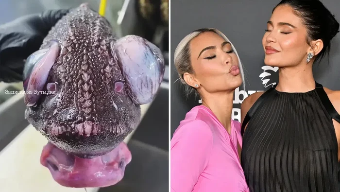 Ikan Laut Dalam Mirip Kim Kardashian