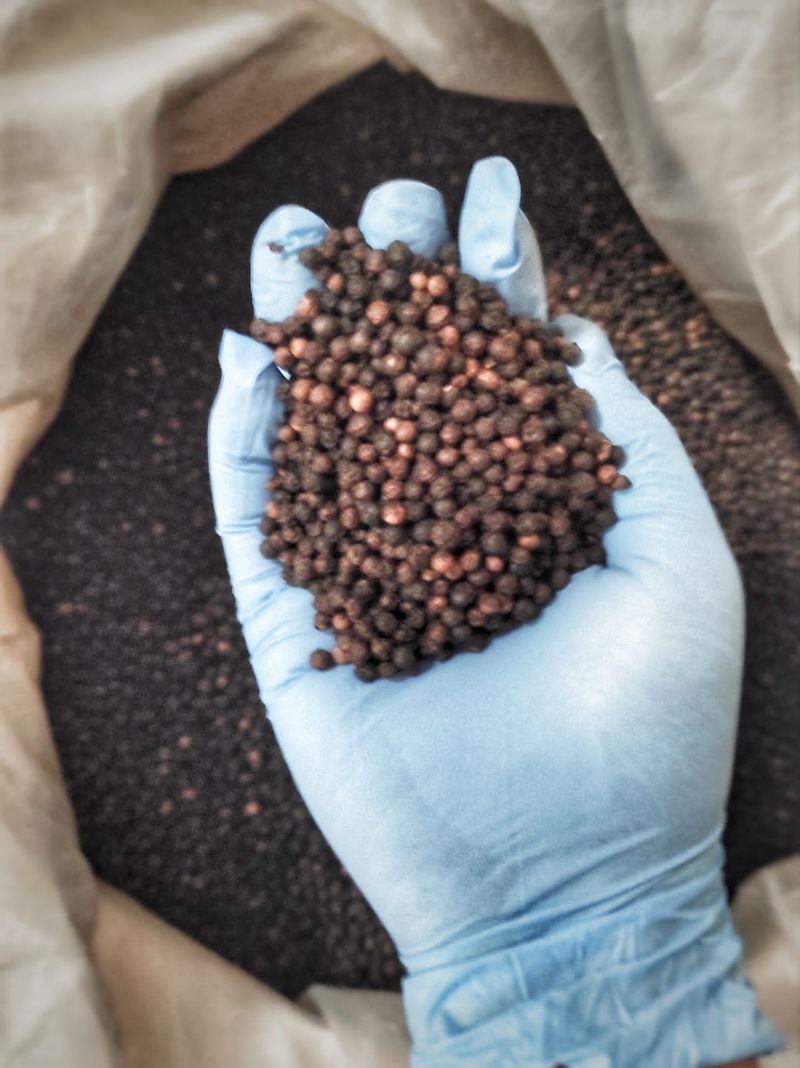 Lada Hitam Lampung yang akan diekspor ke China. (Dok Balai Karantina Bandar Lampung) Lada Hitam Lampung yang akan diekspor ke China. (Dok Balai Karantina Bandar Lampung)