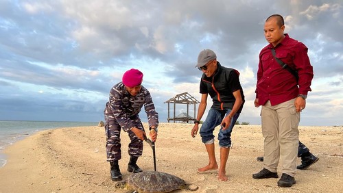 34 ekor penyu dari 43 ekor penyu selundupan dilepasliarkan di sekitar Teluk Banyuwedang, wilayah Desa Sumberkima, Kecamatan Gerokgak, Kabupaten Buleleng, pada Jumat (13/1/2022).