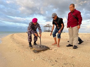 34 Penyu Selundupan Dilepasliarkan di Teluk Banyuwedang Buleleng