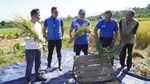 Momen Panen Padi Pertama 2023 di Mulyaharja Bogor