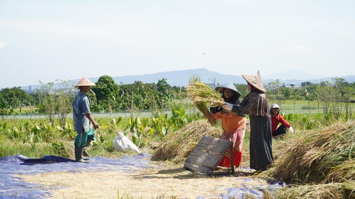 Momen Panen Padi Pertama 2023 di Mulyaharja Bogor Menteri Perdagangan Zulhas melakukan panen padi perdana tahun 2023 di sawah agro wisata organis Mulyaharja, Bogor Selatan, Kota Bogor.
