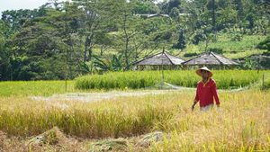 Momen Panen Padi Pertama 2023 di Mulyaharja Bogor
