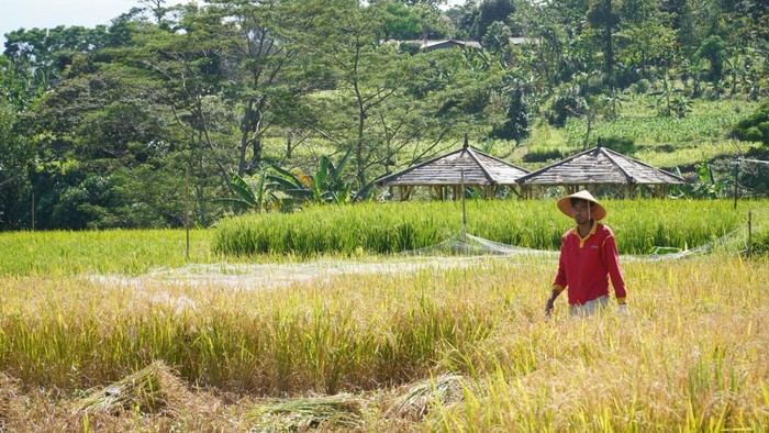 Momen Panen Padi Pertama 2023 di Mulyaharja Bogor Menteri Perdagangan Zulhas melakukan panen padi perdana tahun 2023 di sawah agro wisata organis Mulyaharja, Bogor Selatan, Kota Bogor.