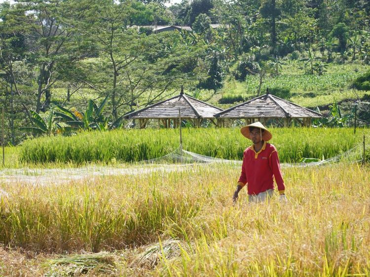 Momen Panen Padi Pertama 2023 di Mulyaharja Bogor