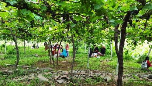 Para pengunjung saat berekreasi di kebun anggur yang ada di Desa Bunutan, Kecamatan Abang, Karangasem sambil memetik buahnya langsung dari pohonnya pada Sabtu (14/1/2023).