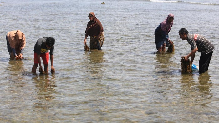 PEMANFAATAN RUMPUT LAUT UNTUK PEMBUATAN TEH DI ACEH BARAT Warga mencari dan mengumpulkan rumput laut (Sargassum Sp) untuk pembuatan teh di salah satu UMKM kawasan pantai Desa Lhok Bubon, Kecamatan Samatiga, Aceh Barat, Aceh, Sabtu (14/1/2023). Warga setempat memanfaatkan rumput laut yang tumbuh liar di kawasan pantai wisata tersebut untuk pembuatan teh herbal yang dijual dengan harga Rp20.000 per bungkus. ANTARA FOTO/Syifa Yulinnas/foc.