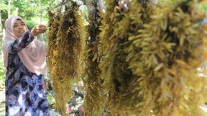 Menyulap Rumput Laut Jadi Teh Herbal di Aceh Barat