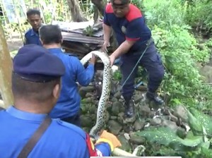 Ular Piton 4 Meter di Parepare Ditangkap Warga saat Memangsa Seekor Ayam