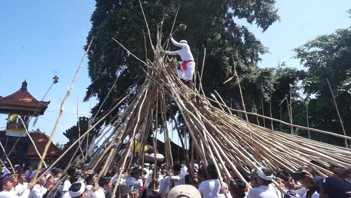 Warga Desa Adat Munggu, Kecamatan Mengwi, Badung, Bali, semarakkan tradisi ngerebeg mekotek tepat di Hari Raya Kuningan, Sabtu (14/1/2023) sore. (Agus Eka)