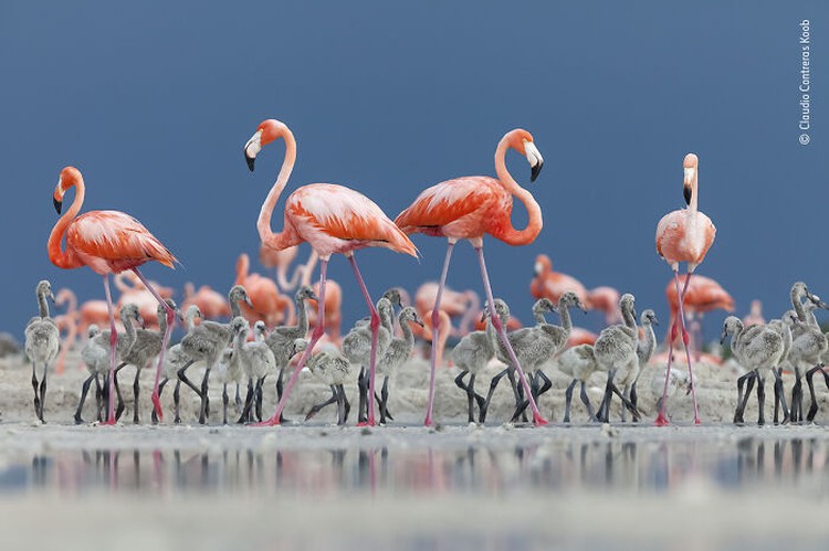 Wildlife Photographer Of The Year 2022 Wildlife Photographer Of The Year 2022