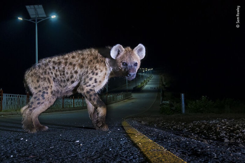 Wildlife Photographer Of The Year  2022