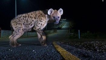 Karya Sam Rowley. Di pinggiran kota seperti Harar di Ethiopia, mereka memanfaatkan apa yang ditinggalkan manusia, termasuk tulang dan daging busuk. Dengan melakukan itu hyena mencegah penyakit, dan sebagai gantinya penduduk setempat Harar mentolerir mereka, bahkan meninggalkan mereka sisa-sisa daging. Hyena-hyena ini berasal dari kelompok keluarga yang dikenal sebagai Klan Jalan Raya. Untuk memotret mereka, Sam memasang kamera jarak jauh di dekat bangkai hewan yang mati di jalan. Dia menangkap anggota terendah dari klan tersebut setelah anggota yang dominan, terlihat di latar belakang, telah pergi. Foto: Wildlife Photographer Of The Year