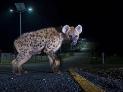 Karya Luar Biasa Jawara Kontes Foto Hewan Liar, Bikin Terkesima