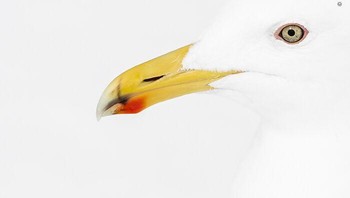 Karya Chloé Bès. Saat itu awal bulan Maret dan membeku, dan udara penuh dengan suara parau burung camar di atas kepala. Beberapa di antaranya burung-burung mulai menetap, menatap cakrawala. Berfokus pada satu burung, Chloé menyusun potret minimalis, menonjolkan mata dan paruh. Bintik merah pada paruh berkembang saat burung camar dewasa dan sebagian merupakan cerminan dari kesehatanya. Foto: Wildlife Photographer Of The Year