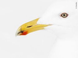 Karya Luar Biasa Jawara Kontes Foto Hewan Liar, Bikin Terkesima