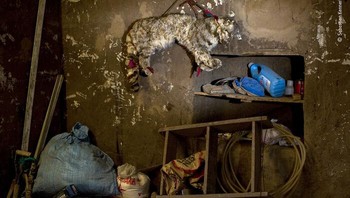 Karya Sebastian Kennerknecht. Hubungan antara kucing Andes dan manusia rumit. Meskipun demikian kucing-kucing itu dirayakan sebagai penjaga gunung, mereka juga dianggap sebagai pembawa keberuntungan bagi kesuburan ternak, dan untuk itu, mereka dibunuh dan kadang-kadang dipakai selama upacara untuk mendapatkan tahun yang berlimpah. Penampakan sepergti boneka ini ternyata adalah kucing liar paling terancam punah di Amerika Selatan. Foto: Wildlife Photographer Of The Year