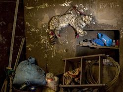 Karya Luar Biasa Jawara Kontes Foto Hewan Liar, Bikin Terkesima