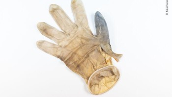 Karya Auke-Florian Hiemstra. Sejak serangan Covid-19, sarung tangan dan masker wajah telah mengotori daratan dan laut. Seekor ikan terperangkap di sarung tangan. Foto: Wildlife Photographer Of The Year