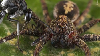 Karya Roberto García-Roa. Pertarungan sengit antara tawon pompilid dan laba-laba Ctenus yang berornamen tiba-tiba berhenti. Tawon dari famili Pompilidae disebut tawon laba-laba karena betinanya berspesialisasi dalam berburu laba-laba, yang digunakan sebagai makanan hidup untuk keturunannya. Foto: Wildlife Photographer Of The Year