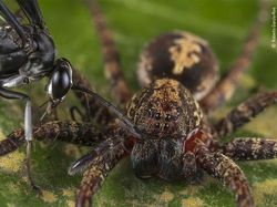 Karya Luar Biasa Jawara Kontes Foto Hewan Liar, Bikin Terkesima