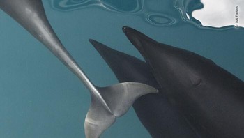 Karya Jodi Frediani Lautan datar yang luar biasa jernih di Monterey Bay, California, memberikan latar belakang biru kehijauan yang indah untuk tubuh mengkilap dari tiga lumba-lumba paus sikat utara. . Lumba-lumba ini berpenampilan tidak biasa, dengan paruh pendek runcing, miring dahi dan tidak ada sirip punggung. Mereka cepat dan sangat atletis, sering kali terbang tinggi dari air dengan lompatan yang anggun. Foto: Wildlife Photographer Of The Year