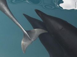 Karya Luar Biasa Jawara Kontes Foto Hewan Liar, Bikin Terkesima