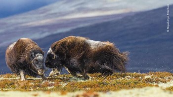 Karya Miquel Angel Artús Illana. Dua muskox betina yang saling serang mengejutkan Miquel. Selama empat hari, dia telah mengikuti keluarga muskox di Taman Nasional Dovrefjell-Sunndalsfjella Norwegia. Di dataran tinggi yang indah itu munculah keluarga besar muskox lainnya. Alih-alih muskox jantan saling bertarung, malah muskox betina yang memulai pertarungan singkat tapi intens, aksi tersebut berhasil ditangkap kamera. Foto: Wildlife Photographer Of The Year