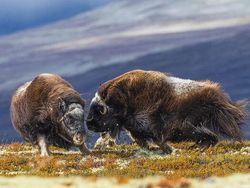 Karya Luar Biasa Jawara Kontes Foto Hewan Liar, Bikin Terkesima