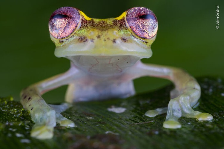 Wildlife Photographer Of The Year 2022 Wildlife Photographer Of The Year 2022