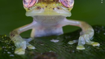 Karya Jaime Culebras. Panggilan katak kaca Mindo jantan dapat terdengar di sekitar betina ini, yang sedang duduk dengan tenang di atas daun. Katak ini percaya diri di sekitar manusia, dan jika Anda tidak mengganggu mereka, Anda dapat memotret di dekatnya. Jaime mengira katak ini memiliki mata ruby yang paling indah. Katak ini hanya ditemukan di barat laut Ekuador, di Cagar Alam Río Manduriacu di kaki bukit Andes. Katak ini terancam punah karena hilangnya habitat yang terkait dengan penambangan dan penebangan. Foto: Wildlife Photographer Of The Year