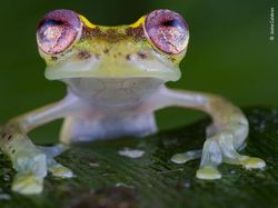 Karya Luar Biasa Jawara Kontes Foto Hewan Liar, Bikin Terkesima