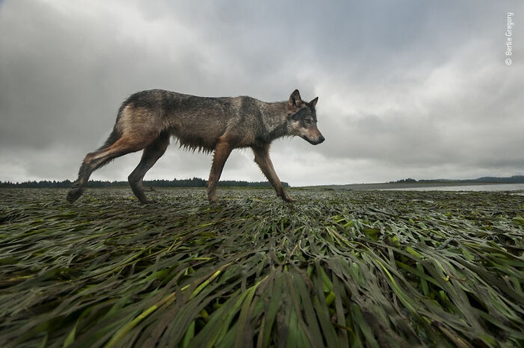 Wildlife Photographer Of The Year 2022 Wildlife Photographer Of The Year 2022