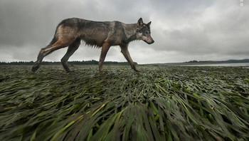 Karya Bertie Gregory. Saat ini mencari beruang hitam, Bertie melihat serigala abu-abu betina ini berlari di sepanjang garis pantai di pantai barat Pulau Vancouver, Kolombia Inggris, Kanada. Serigala sedang berpatroli di wilayah dataran lumpur yang tertutup rumput belut saat air surut, dan berjalan melewati kamera, memungkinkan Bertie untuk mengambil bidikan ini dengan pemicu jarak jauh. Sedihnya, serigala Pulau Vancouver ini kemudian dibunuh oleh seorang pria yang mengaku melindungi hewan peliharaan orang. Foto: Wildlife Photographer Of The Year
