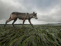 Karya Luar Biasa Jawara Kontes Foto Hewan Liar, Bikin Terkesima