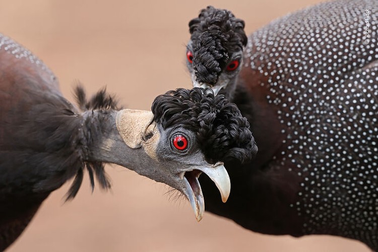 Wildlife Photographer Of The Year 2022 Wildlife Photographer Of The Year 2022