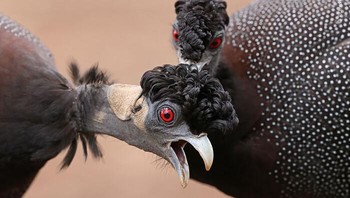 Karya Richard Flack. Di Taman Nasional Kruger Afrika Selatan, di sekitar kamp peristirahatan, Richard menemukan sekawanan unggas guinea jambul yang tidak bertingkah seperti biasanya dan mengizinkannya untuk mengikuti mereka saat mereka mencari makan Foto: Wildlife Photographer Of The Year