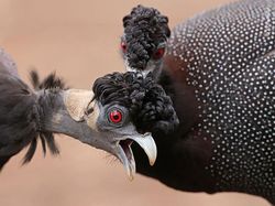 Karya Luar Biasa Jawara Kontes Foto Hewan Liar, Bikin Terkesima