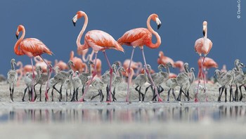 Karya Claudio Contreras Koob. Claudio sedang berbaring di atas lumpur dalam jarak yang aman dari koloni flamingo, di Cagar Biosfer Ría Lagartos, di Semenanjung Yucatán, Meksiko. Saat itu bulan Juni dan anak-anak flamingo telah meninggalkan sarang mereka dan di crèches. Crèches ini selalu dijaga oleh burung dewasa, jadi ketika anak ayam mulai mendekati Claudio, flamingo dewasa mengepung mereka dan dengan lembut membawa mereka kembali ke koloni. Meskipun jumlah populasi flamingo stabil, mereka sangat sensitif terhadap perubahan lingkungan. Foto: Wildlife Photographer Of The Year